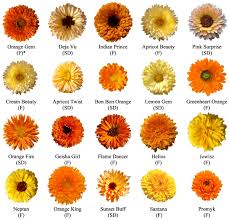 Attēlu rezultāti vaicājumam “Calendula officinalis”