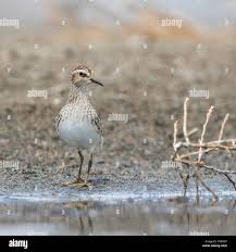 Image result for Calidris subminuta