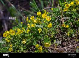 Attēlu rezultāti vaicājumam “Potentilla reptans leaf”