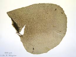 Attēlu rezultāti vaicājumam “Plagiochila asplenioides”