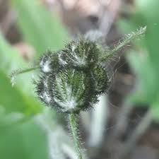 Attēlu rezultāti vaicājumam “Hieracium murorum bud”