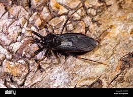 Attēlu rezultāti vaicājumam “Reduvius personatus”