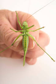 Attēlu rezultāti vaicājumam “Tettigonia viridissima”