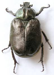 Attēlu rezultāti vaicājumam “Osmoderma barnabita”