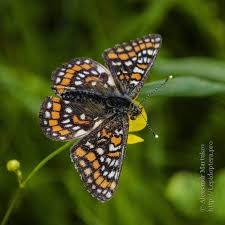Attēlu rezultāti vaicājumam “Euphydryas maturna upperside”
