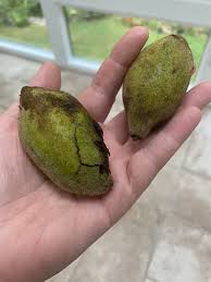 Attēlu rezultāti vaicājumam “Juglans cinerea fruit”