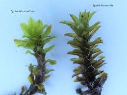 Attēlu rezultāti vaicājumam “Syntrichia”