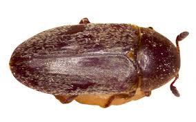 Attēlu rezultāti vaicājumam “Dermestidae”