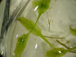 Attēlu rezultāti vaicājumam “Lemna trisulca”