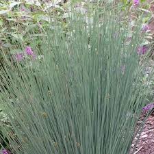 Attēlu rezultāti vaicājumam “Juncus nastanthus”