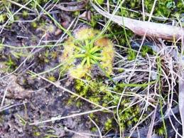 Attēlu rezultāti vaicājumam “Droseraceae”