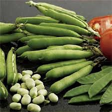 Attēlu rezultāti vaicājumam “Vicia faba”