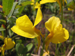 Attēlu rezultāti vaicājumam “Utricularia x neglecta flower”