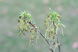 Attēlu rezultāti vaicājumam “Acer negundo female flower”