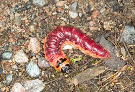 Attēlu rezultāti vaicājumam “Cossus cossus larva”