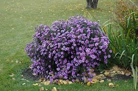 Image result for Aster novae-angliae