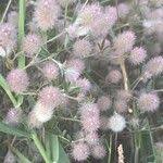 Attēlu rezultāti vaicājumam “Trifolium arvense fruit”