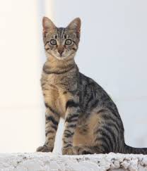 Attēlu rezultāti vaicājumam “Felis silvestris catus adult”