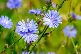Attēlu rezultāti vaicājumam “Cichorium intybus flower”