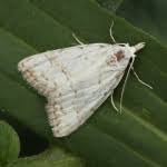 Attēlu rezultāti vaicājumam “Nola aerugula”