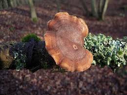 Attēlu rezultāti vaicājumam “Polyporus ciliatus”