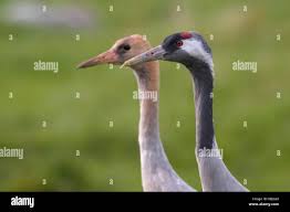 Attēlu rezultāti vaicājumam “Grus grus adult”