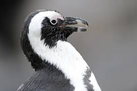 Image result for Spheniscus demersus