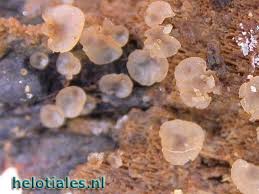 Attēlu rezultāti vaicājumam “Hyalorbilia inflatula”