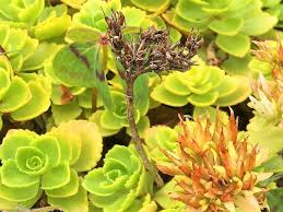 Attēlu rezultāti vaicājumam “Phedimus spurius leaf”