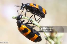 Attēlu rezultāti vaicājumam “Cantharis rustica imago”