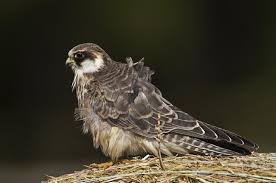 Attēlu rezultāti vaicājumam “Falco vespertinus”