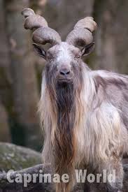 Attēlu rezultāti vaicājumam “Capra”