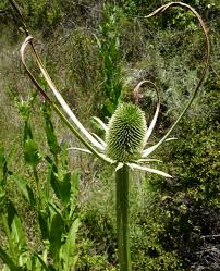 Attēlu rezultāti vaicājumam “Dipsacaceae”