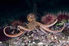 Image result for Enteroctopus dofleini