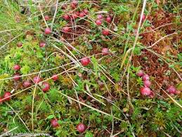 Attēlu rezultāti vaicājumam “Oxycoccus palustris leaf”