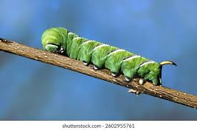 Attēlu rezultāti vaicājumam “Sphinx ligustri”