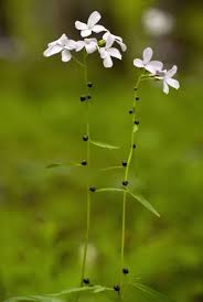 Attēlu rezultāti vaicājumam “Cardamine bulbifera flower”