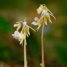 Attēlu rezultāti vaicājumam “Epipogium aphyllum”