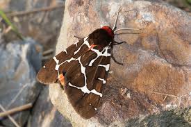 Attēlu rezultāti vaicājumam “Arctia caja”