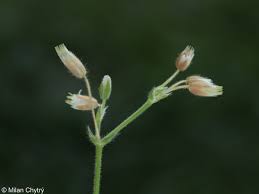 Attēlu rezultāti vaicājumam “Cerastium holosteoides”