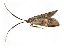 Attēlu rezultāti vaicājumam “Adelidae”