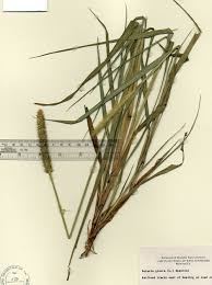 Attēlu rezultāti vaicājumam “Setaria glauca”