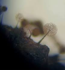 Attēlu rezultāti vaicājumam “Comatricha elegans var. microspora spores”