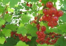 Attēlu rezultāti vaicājumam “Ribes rubrum fruit”