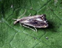 Attēlu rezultāti vaicājumam “Catoptria verellus”