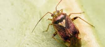 Attēlu rezultāti vaicājumam “Miridae”