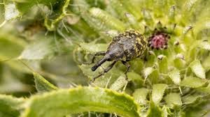 Attēlu rezultāti vaicājumam “Larinus sp.”