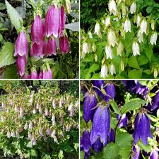 Image result for Glockenblumen