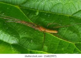 Attēlu rezultāti vaicājumam “Tetragnatha montana”