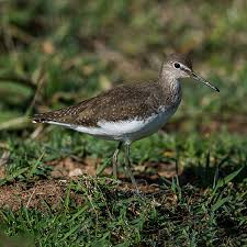 Attēlu rezultāti vaicājumam “Tringa ochropus”